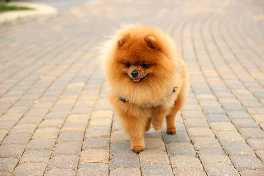Pomeranian - lille selvsikre pomeranian hund med den flotte pels